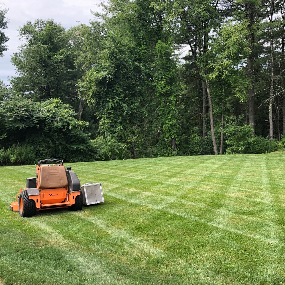 Lawn mower on freshly striped green grass in a wooded backyard setting.